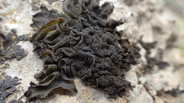 Lathagrium auriforme