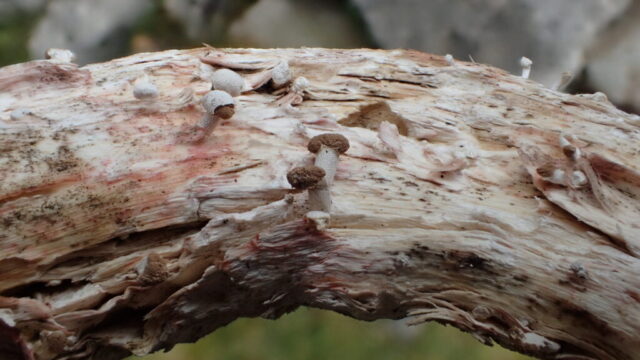 Horn stalk ball