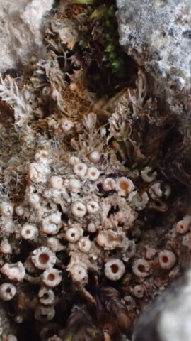 Secoliga jenensis