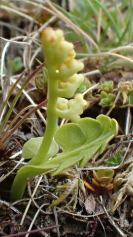 Moonwort