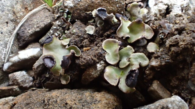 Peltigera venosa