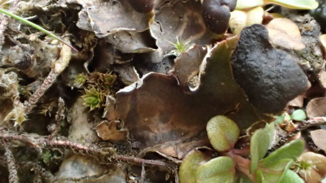 Peltigera neckeri