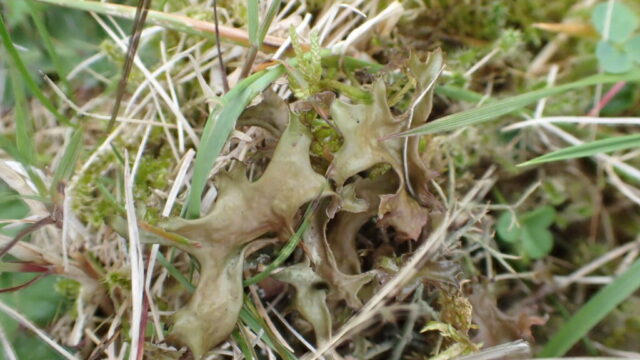 Cetraria islandica