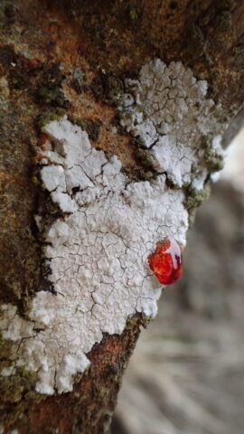 Trapelia placodioides: C+red