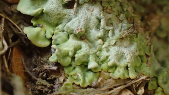 Baeomyces placophyllus