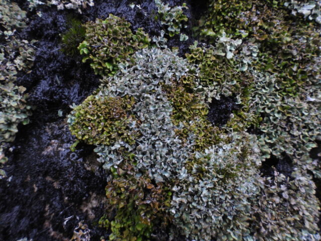 Cladonia firma and Cladonia subcervicornis