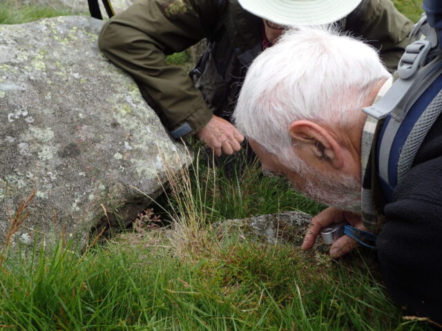 Inspecting Cladonia