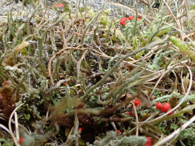 Cladonia crispata var cetrariiformis