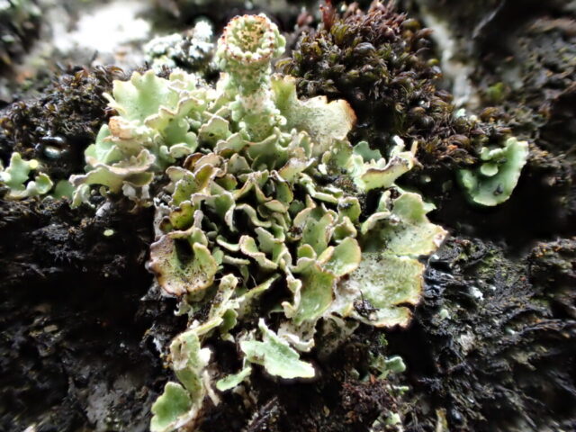 Cladonia cyathomorpha