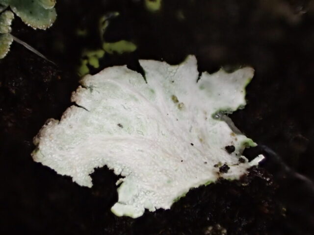 Cladonia cyathomorpha: white veins on squamule underside