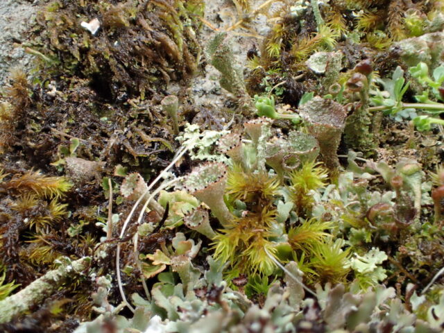Cladonia cryptochlorophaea