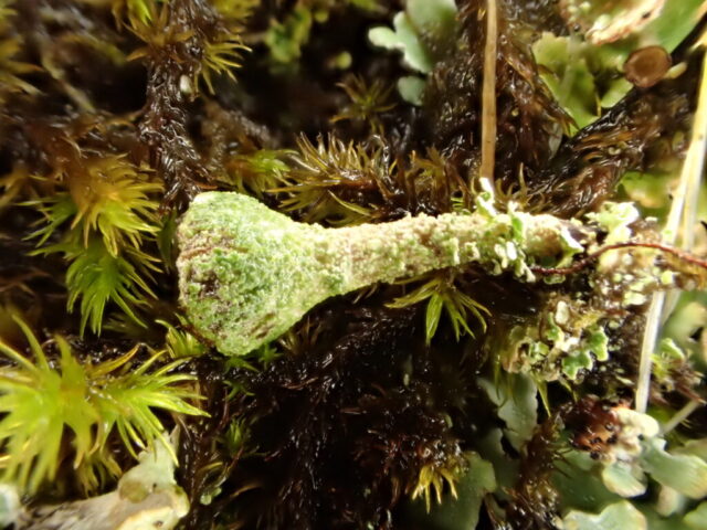 Cladonia cryptochlorophaea