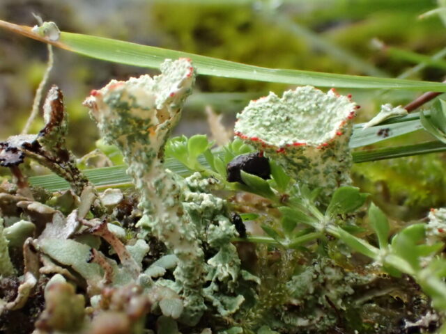 Cladonia coccifera s s