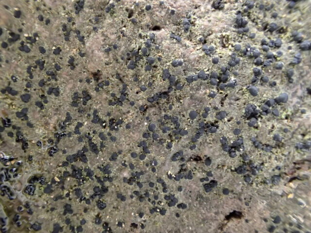 Dry Catillaria chalybeia var. chalybeia