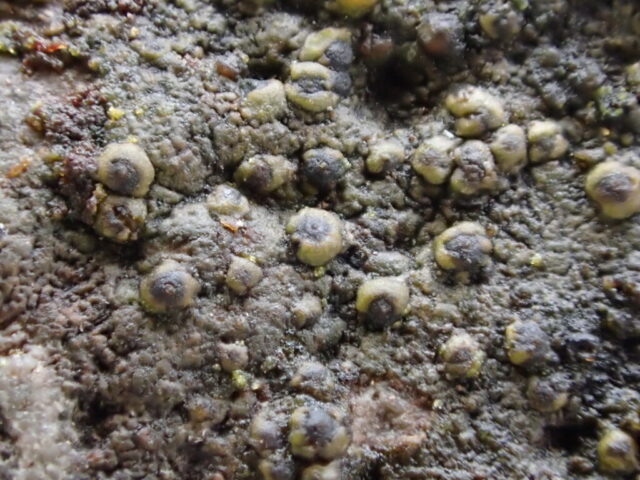 Staurothele fissa