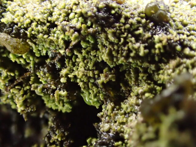 Normandina acroglypta