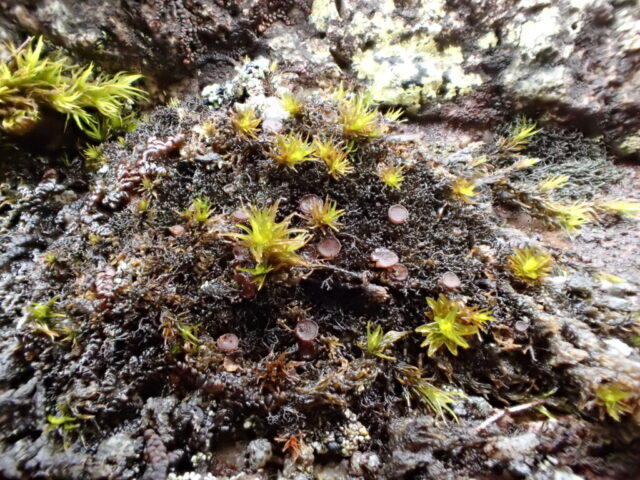 Fertile Polychidium muscicola