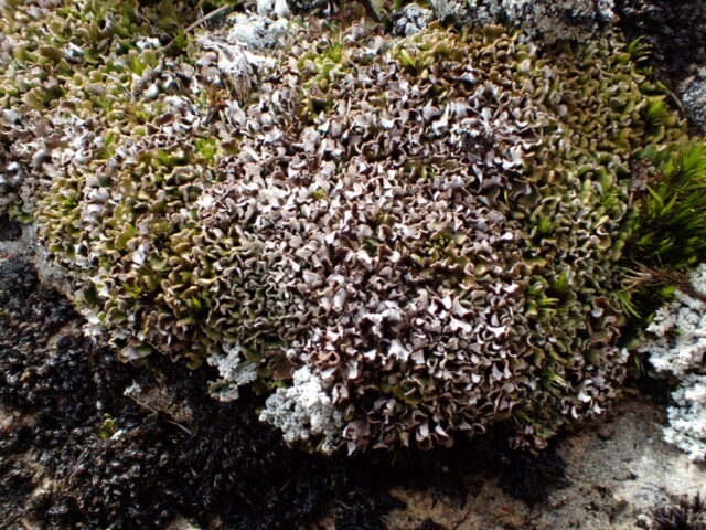 Cladonia firma - green wet, brown dry