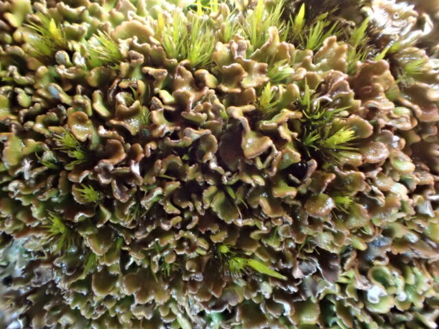 Cladonia firma