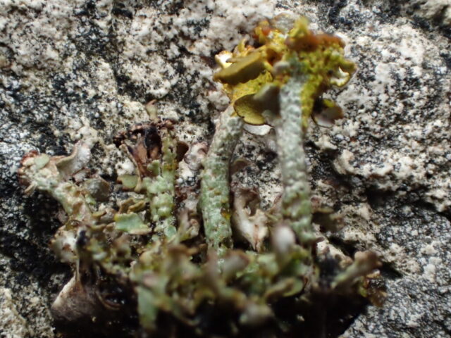 Cladonia pulvinata P+deep yellow