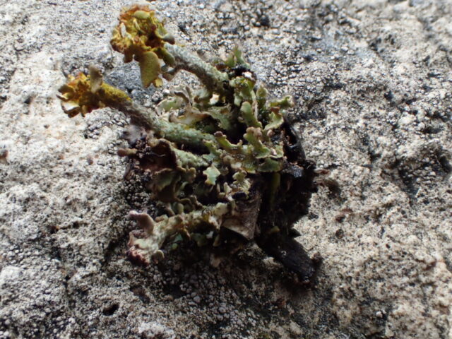 Cladonia pulvinata P+yellow