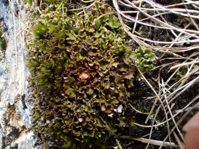 Cladonia firma P+orange