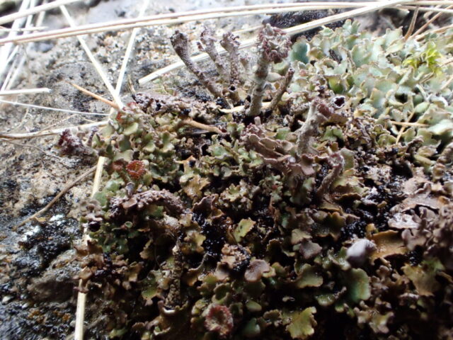 Cladonia pulvinata