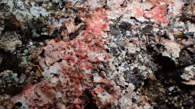 Marchandiomyces corallinus LF