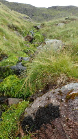 Collema flaccidum, looking up beck towards Red Screes