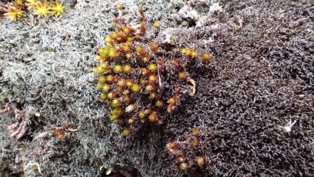 Ephebe lanata left and Polychidium muscicola right