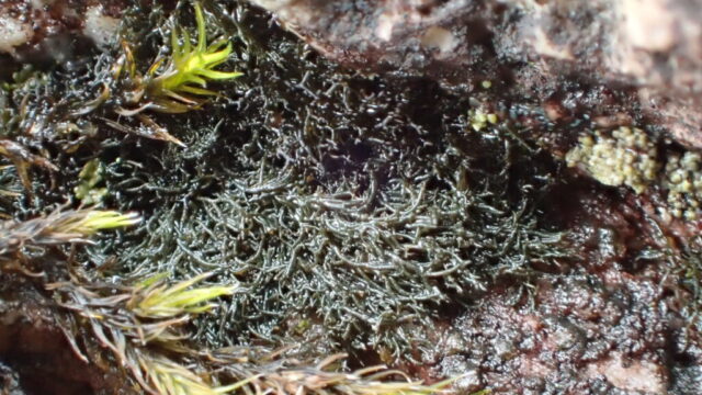 Ephebe lanata below and Polychidium muscicola above