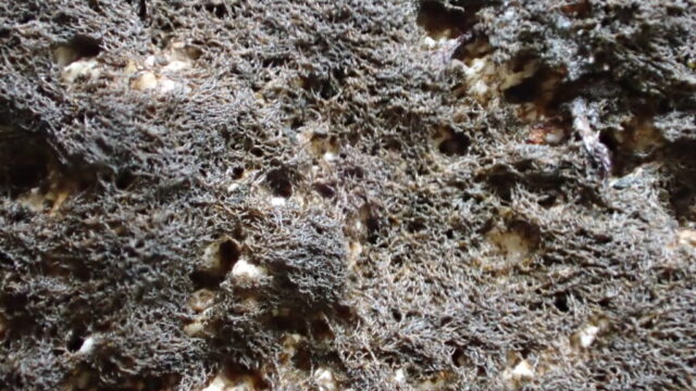 Cyanobacteria filaments