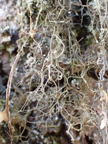 Bryoria fuscescens