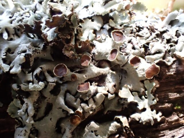 Fertile Hypogymnia physodes