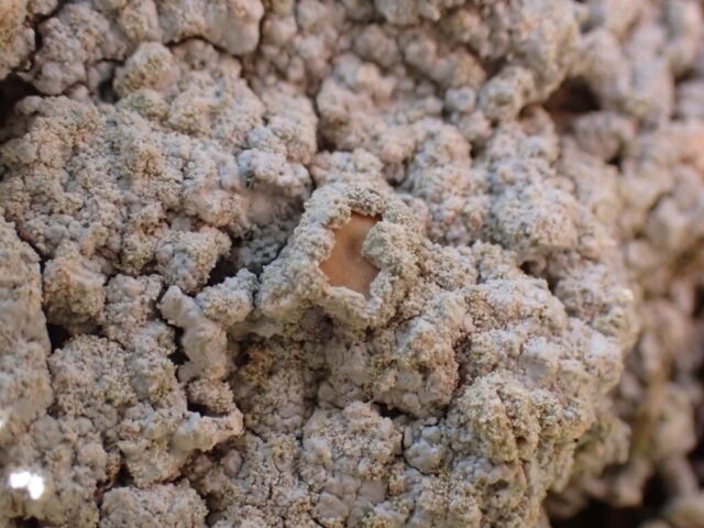 Fertile Ochrolechia androgyna