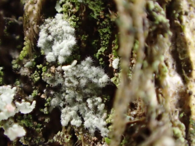 Lepraria rigidula