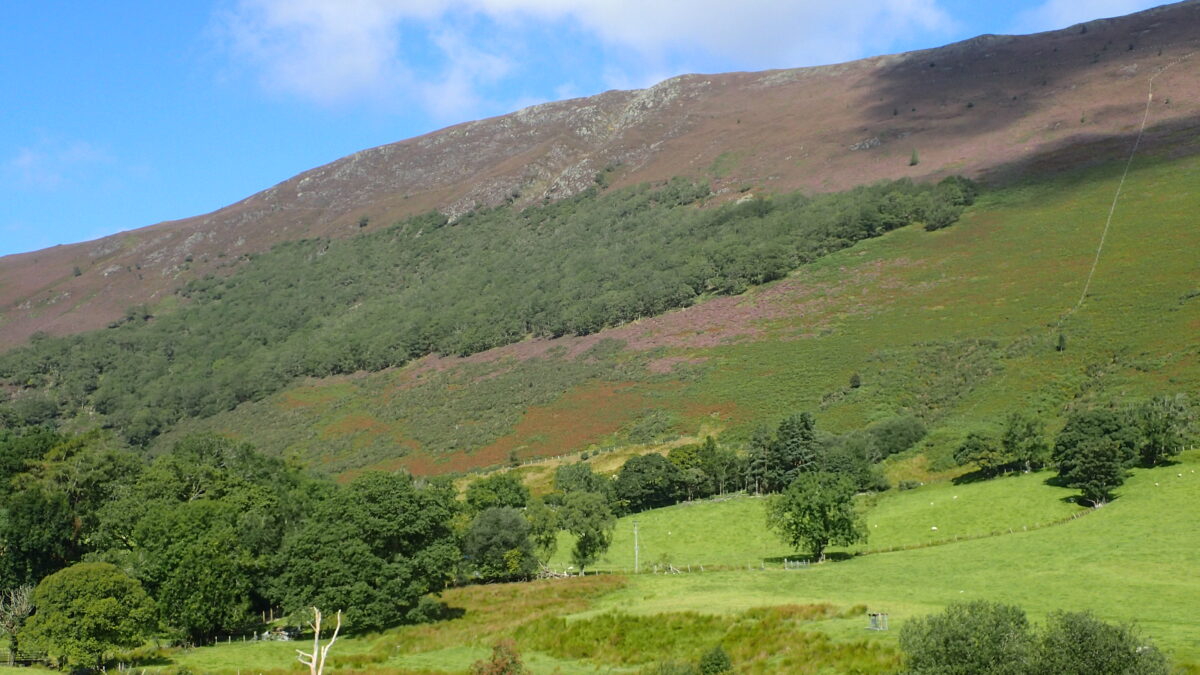 Keskadale wood, Newland Valley