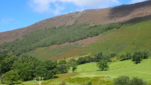 Keskadale wood, Newland Valley