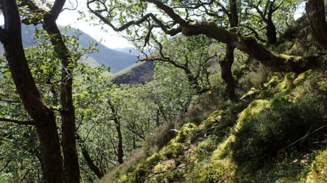 View in Keskadale wood
