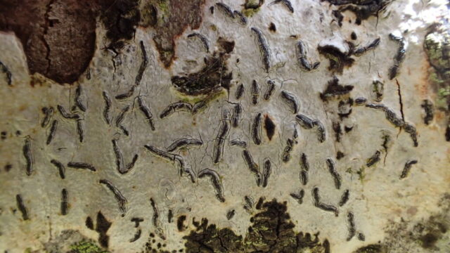 Graphis elegans