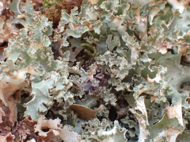 Platismatia glauca