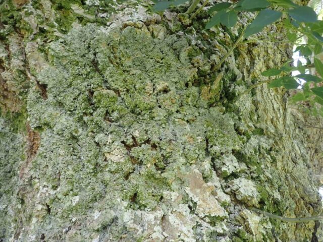 Ricasolia virens
