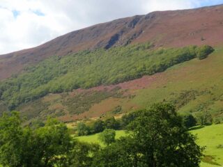 View of Keskdale oak wood from the valley View of Keskdale oak wood from the valley