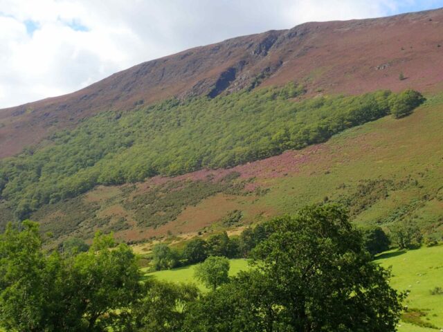 View of Keskdale oak wood from the valley