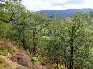 Near the top of the wood Near the top of the wood