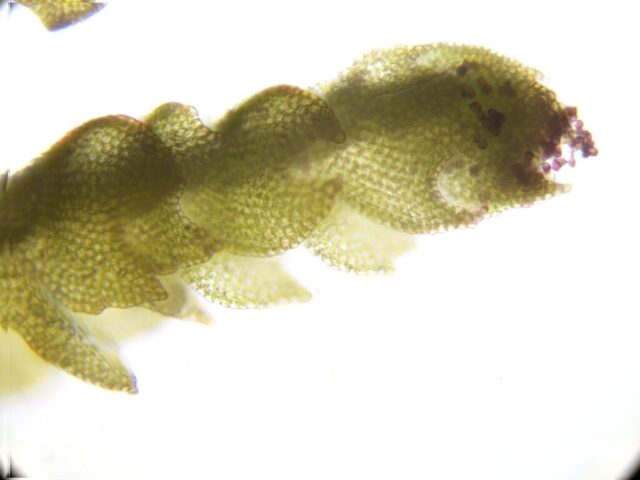 Orthocaulis atlantica with red gemmae