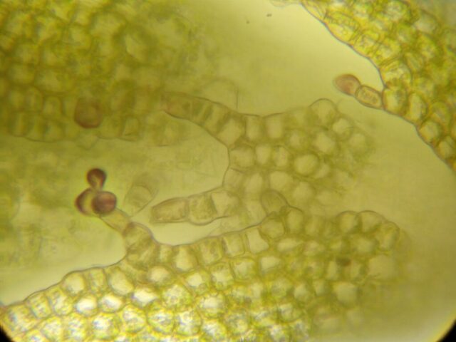 Orthocaulis atlantica underleaves