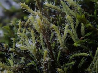Hedwigia stellata Hedwigia stellata