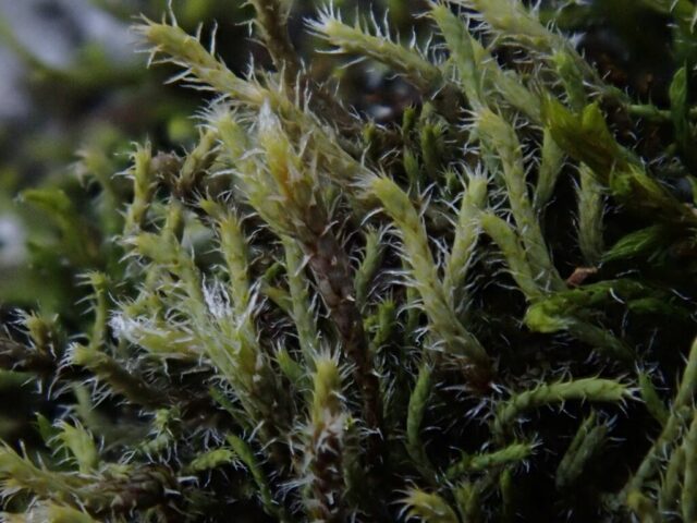 Hedwigia stellata