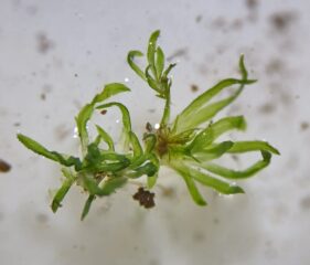 Diphyscum foliosum Diphyscum foliosum